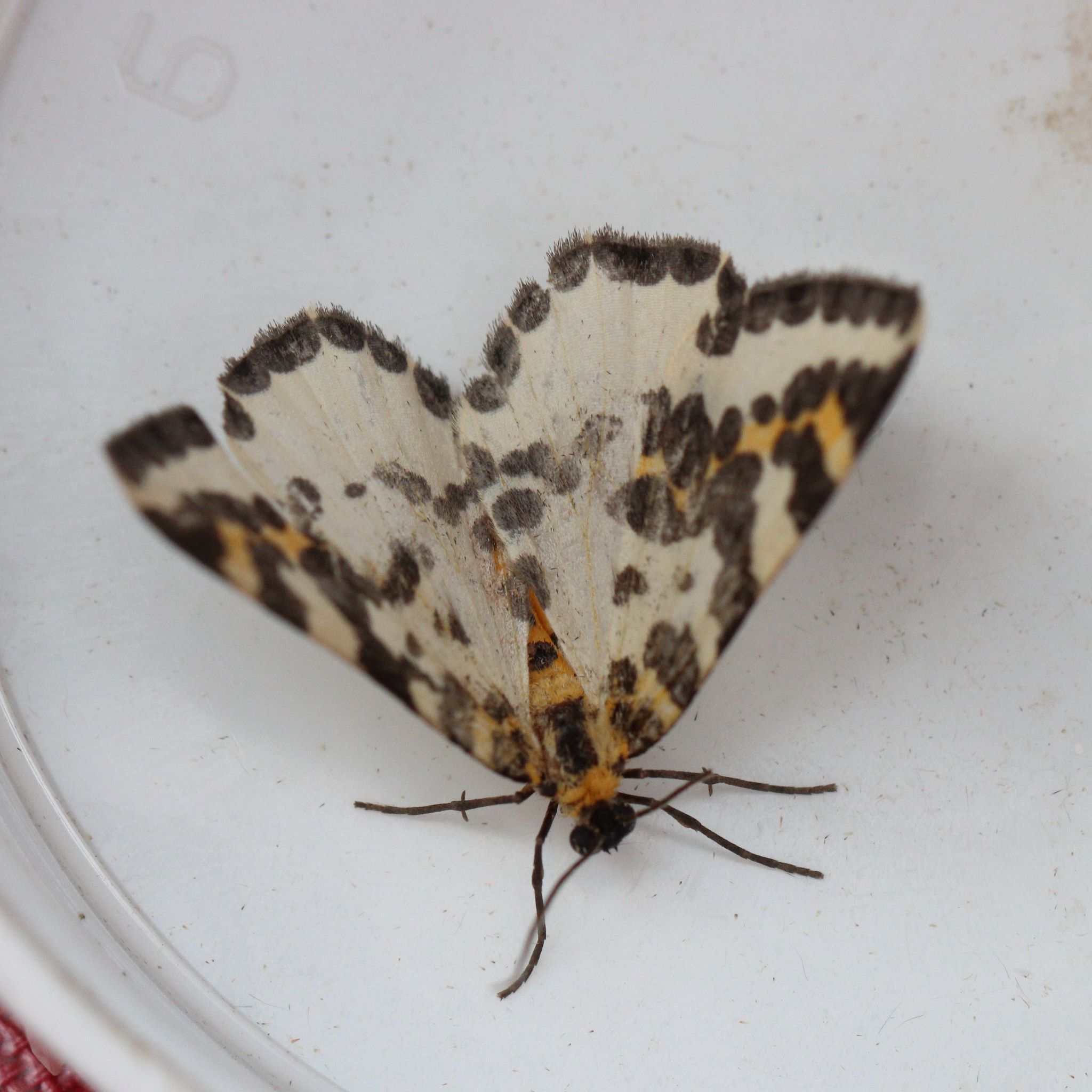 Photo of Magpie (Abraxas grossulariata)
